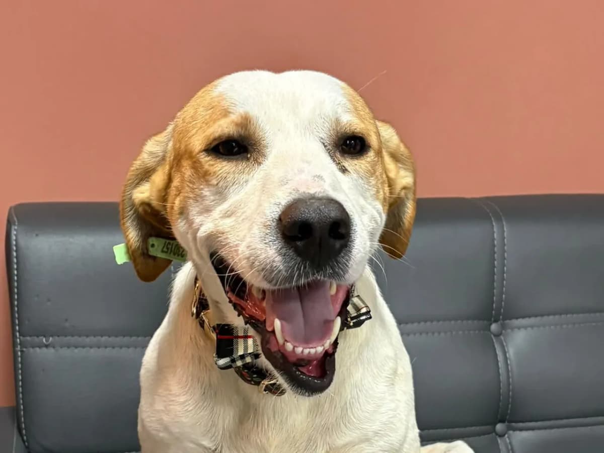 Pamuk Melez Köpek, İstanbul