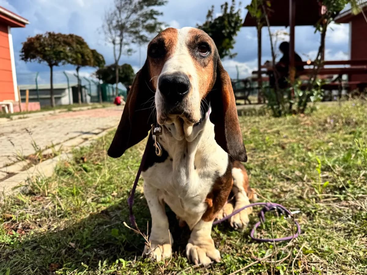 Bastish Melez Köpek, İstanbul