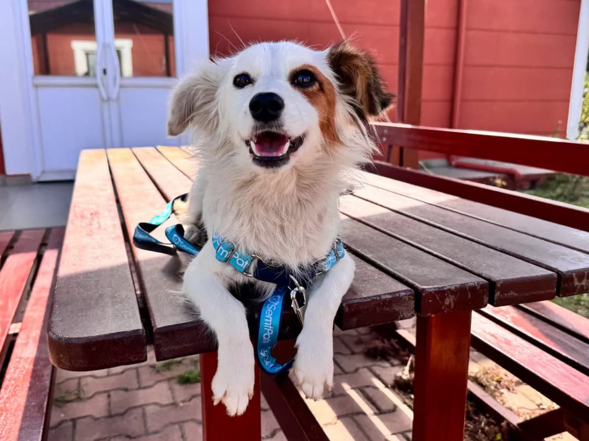 Chichi Melez Köpek, İstanbul