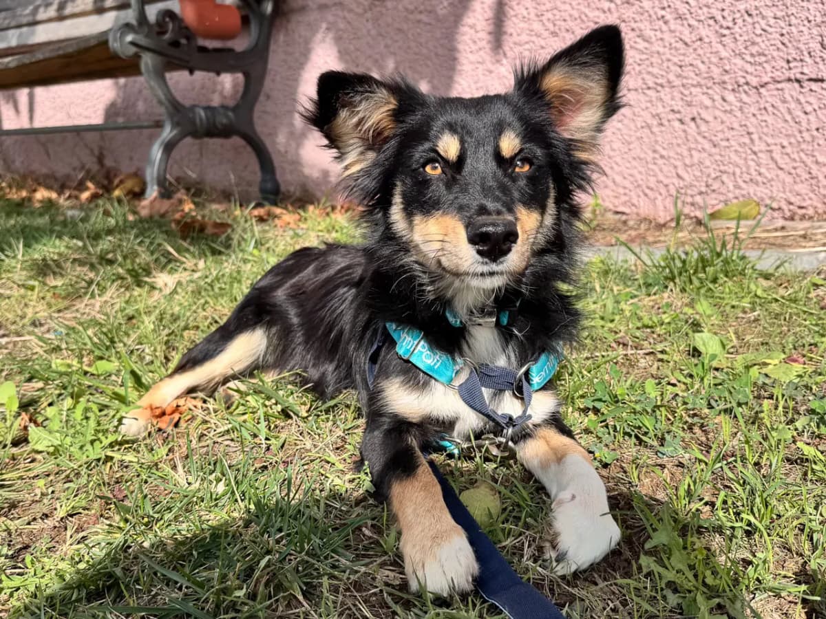 Pırpır Melez Köpek, İstanbul