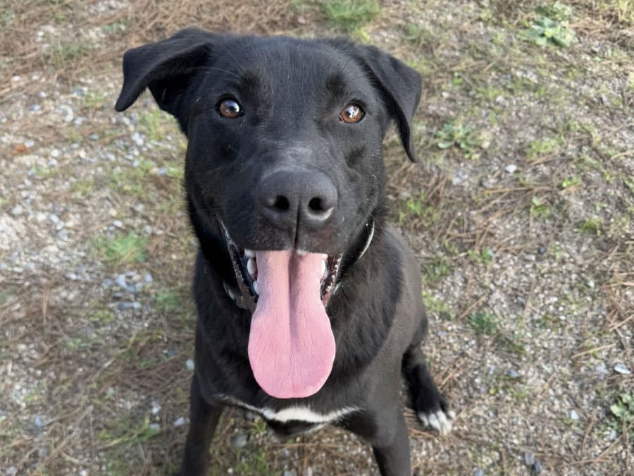 Sirius Melez Köpek, İstanbul