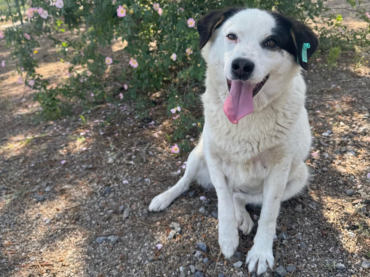 Prenses Melez Köpek, İstanbul