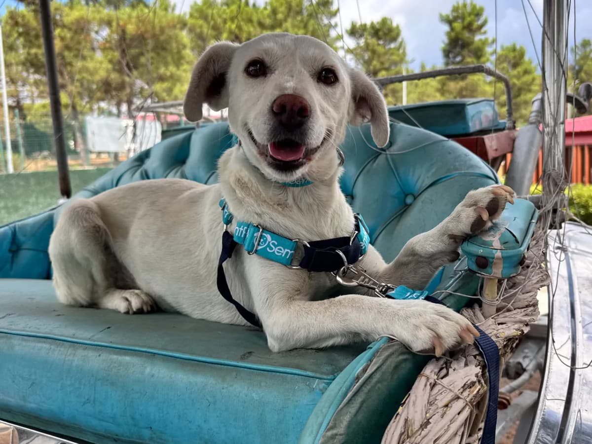 Kartopu Race Köpek, İstanbul
