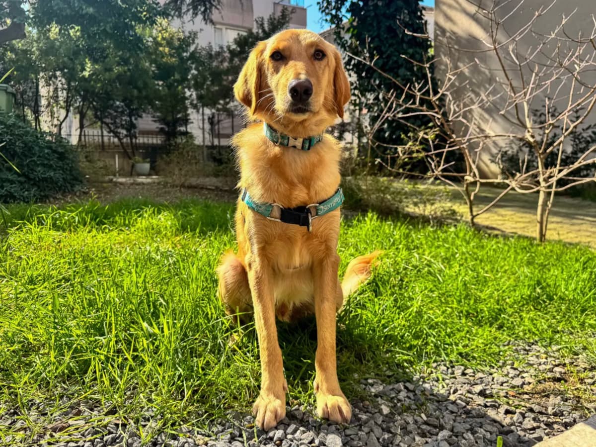 Simba Race Köpek, İstanbul