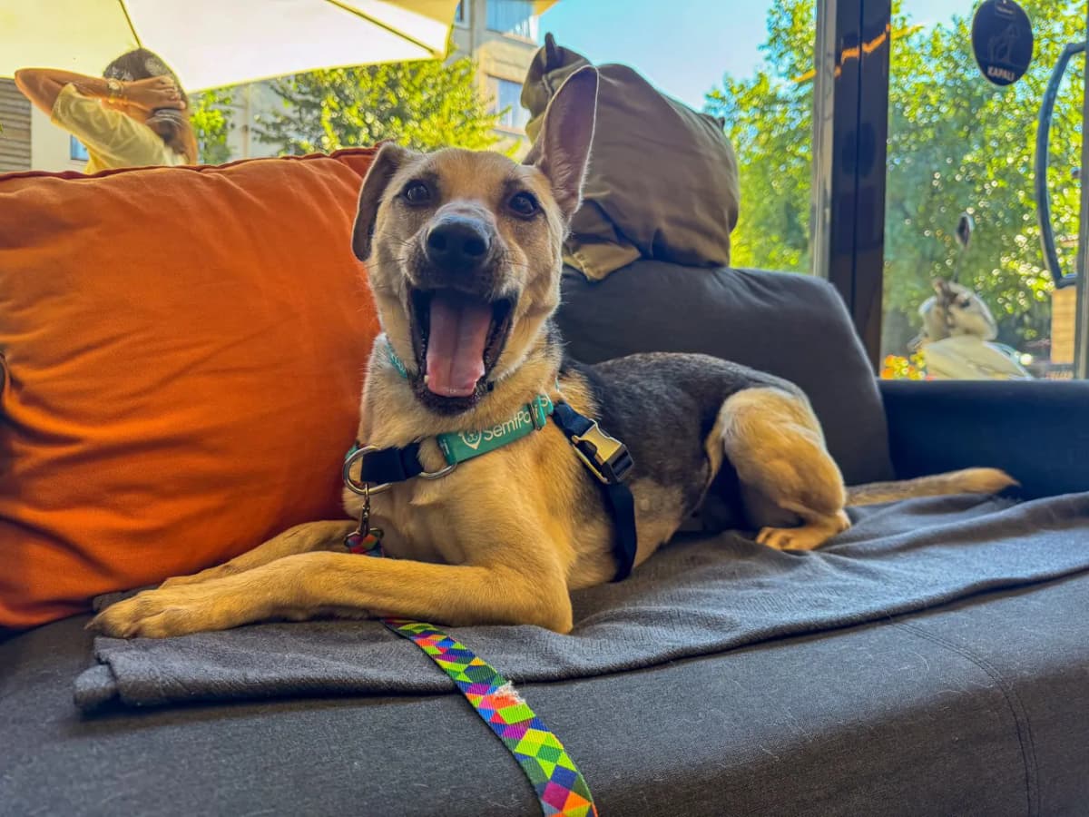 Audrey Melez Köpek, İstanbul