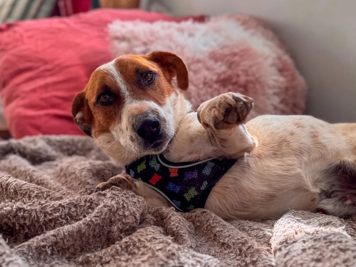 Billie Melez Köpek, İstanbul