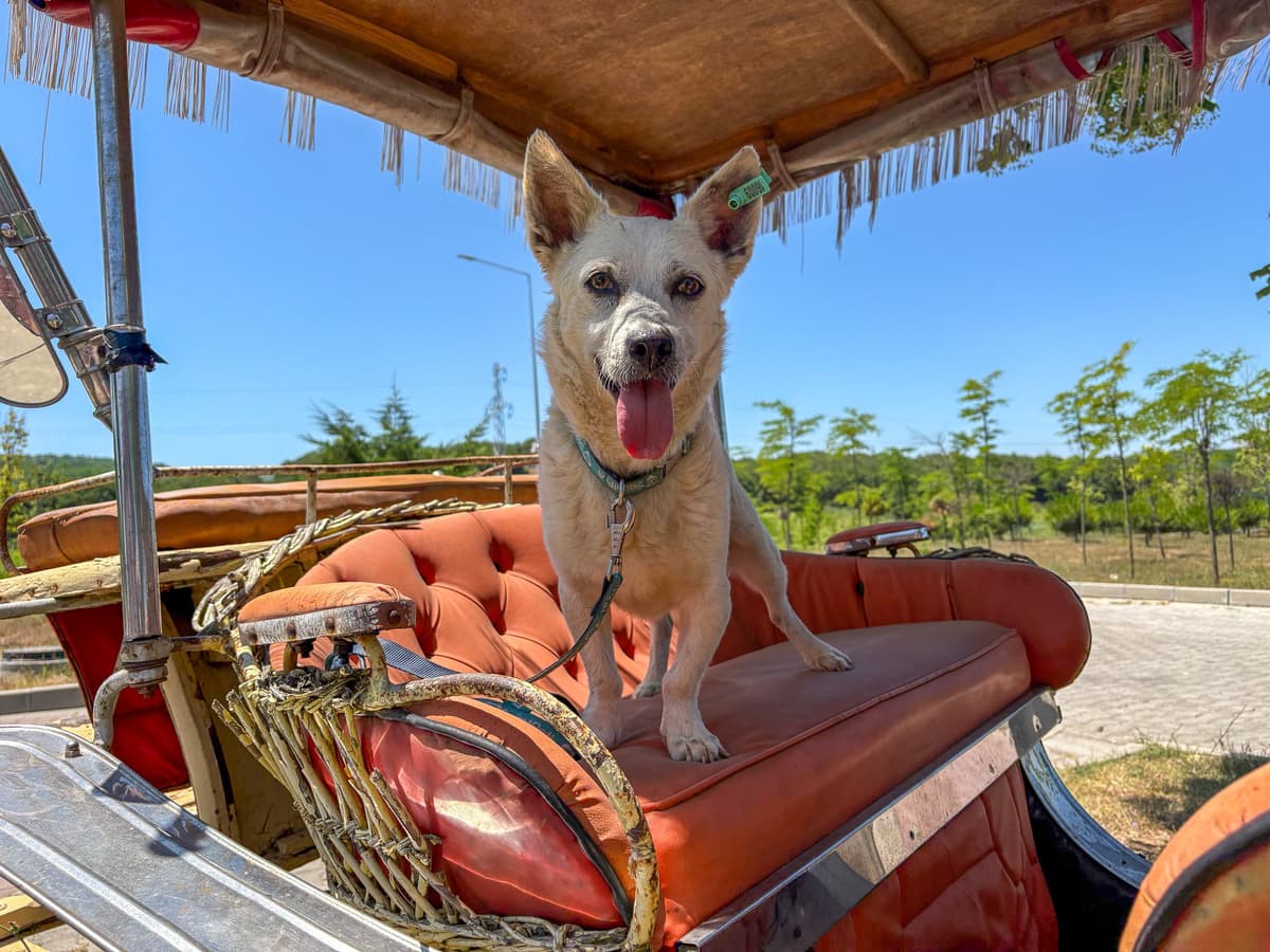 Badi Melez Köpek, İstanbul