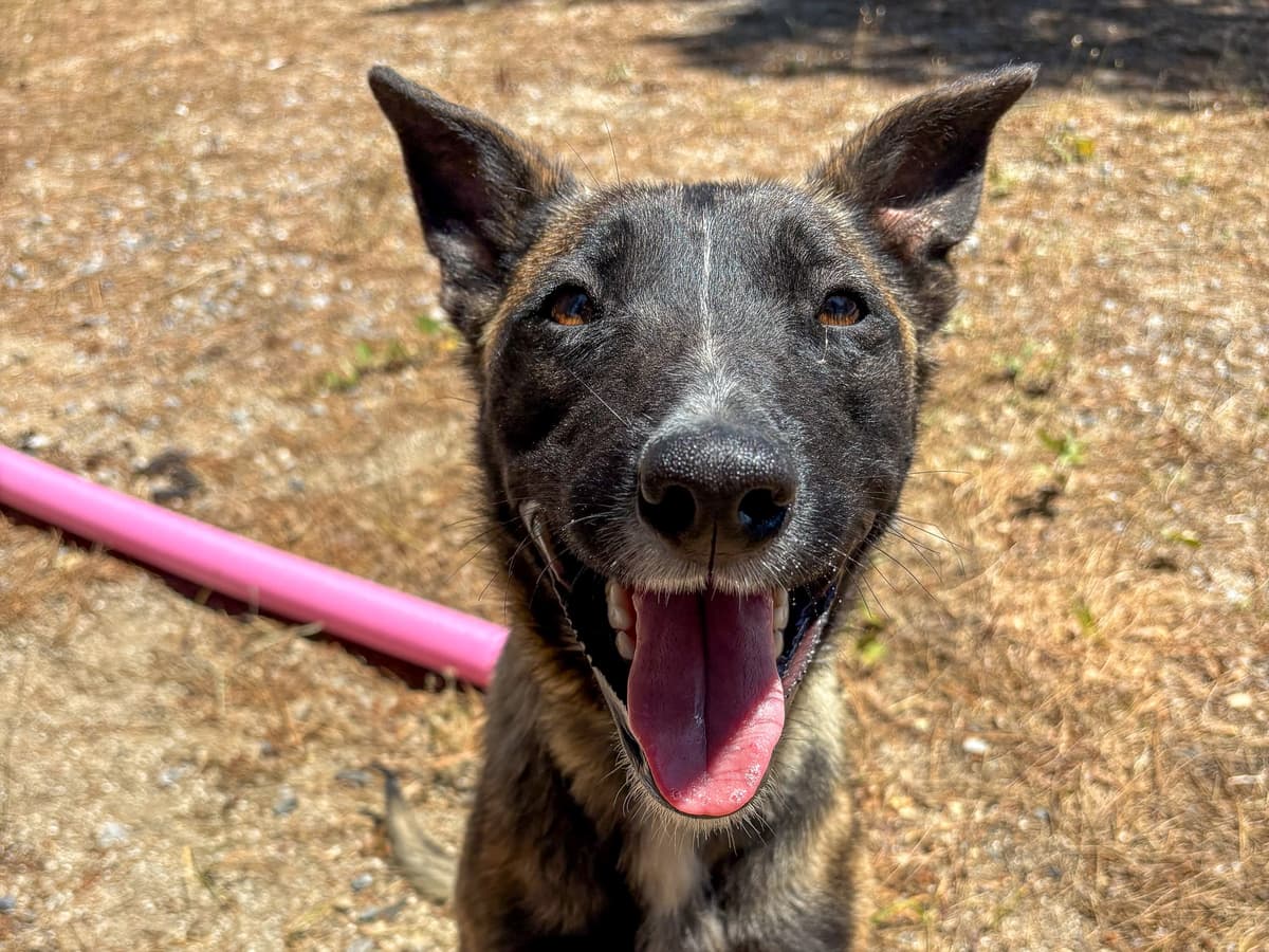 Croft Belçika Malinois Köpek, İstanbul
