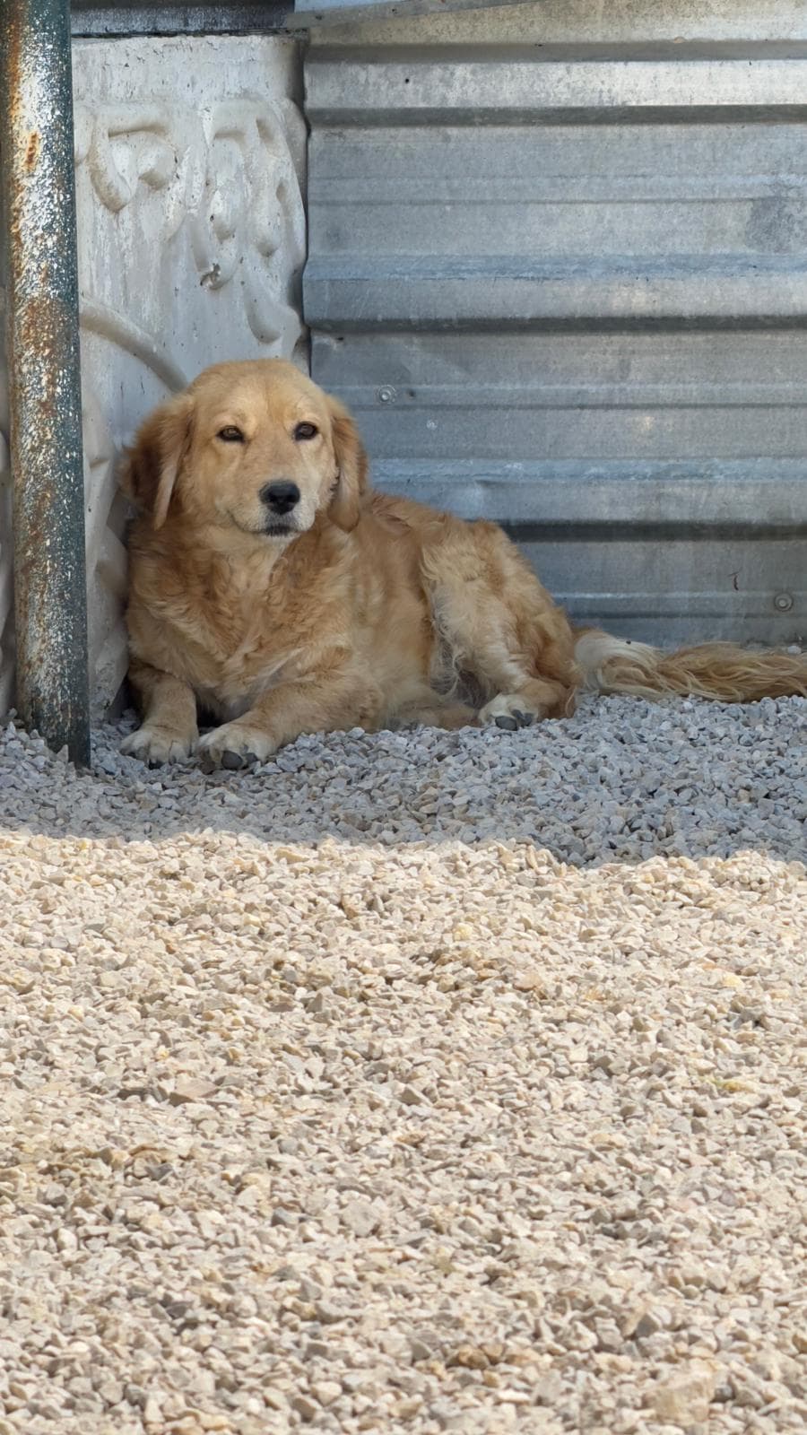 Golden Golden Retriever Köpek, Ankara