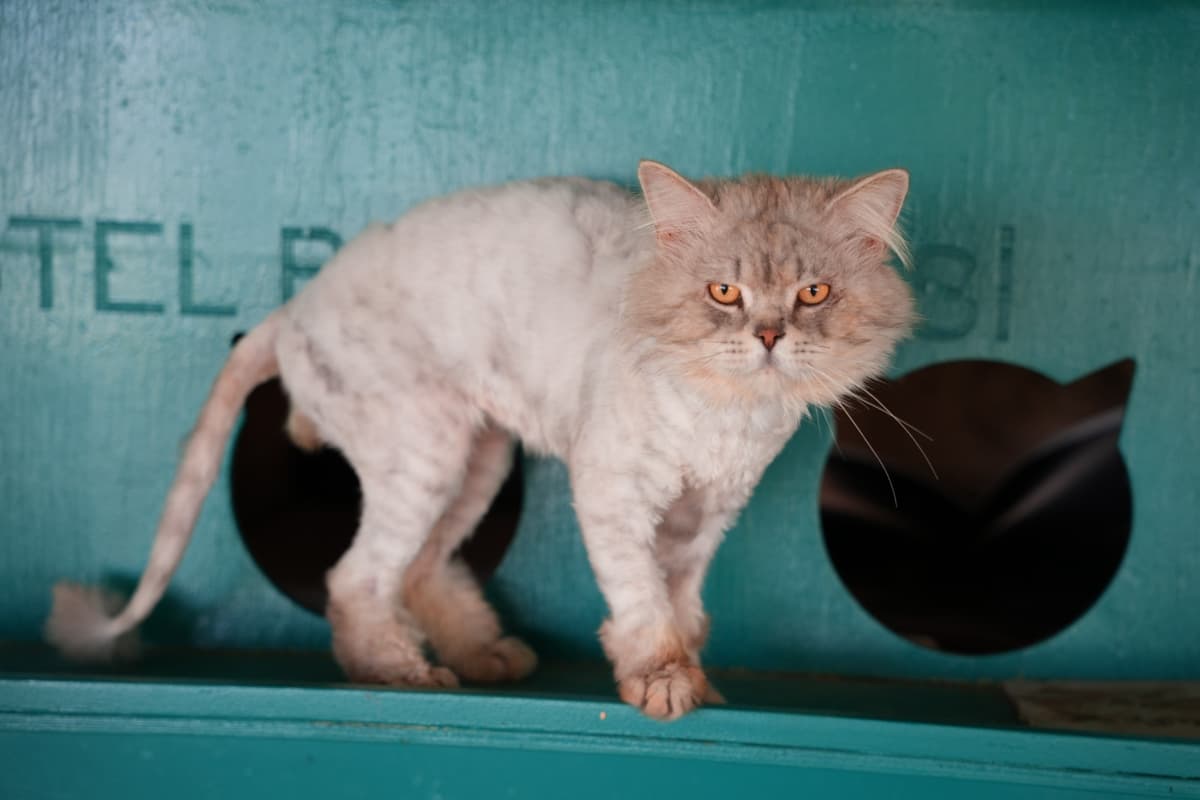 Dost Melez Kedi, Bursa