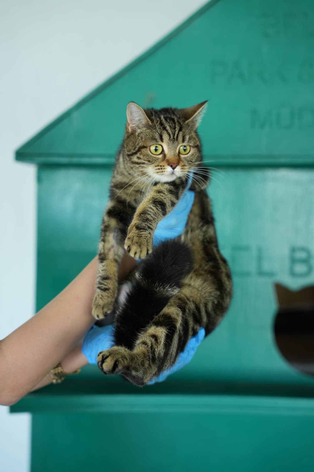 Dost Melez Kedi, Bursa