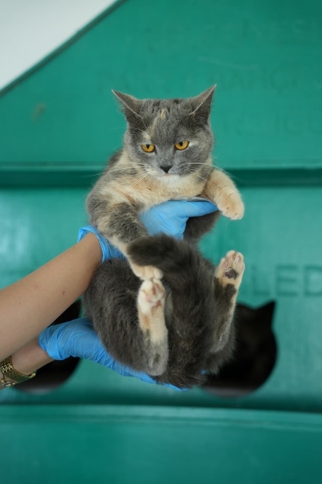 Dost Melez Kedi, Bursa