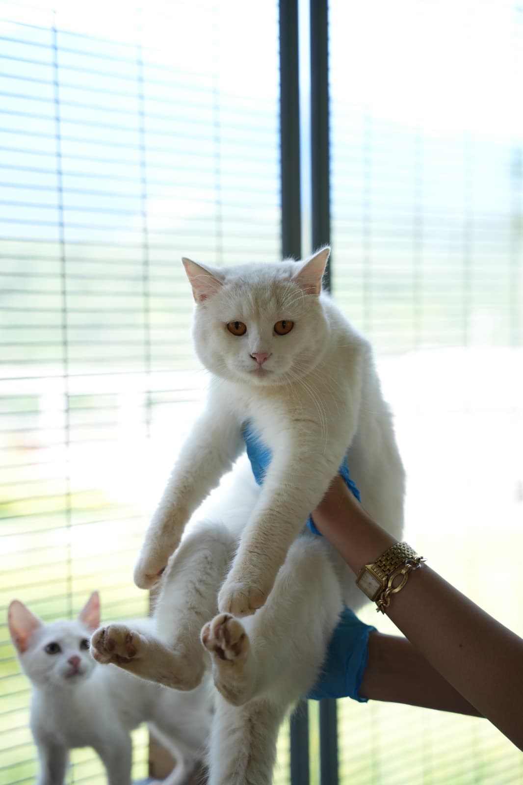 Dost Melez Kedi, Bursa