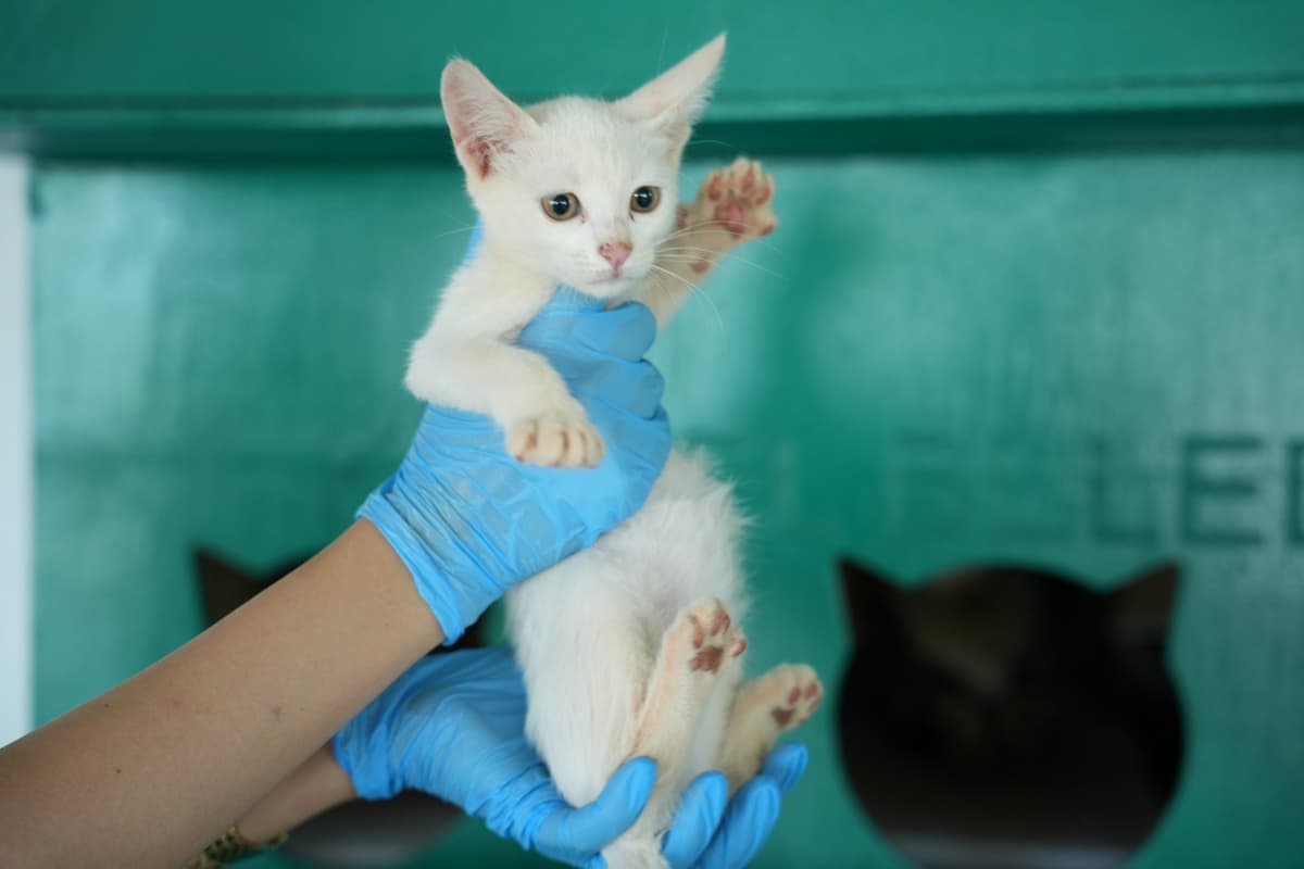 Dost Melez Kedi, Bursa