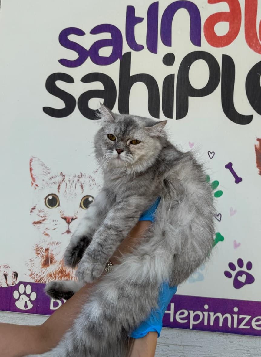 Dost Melez Kedi, Bursa