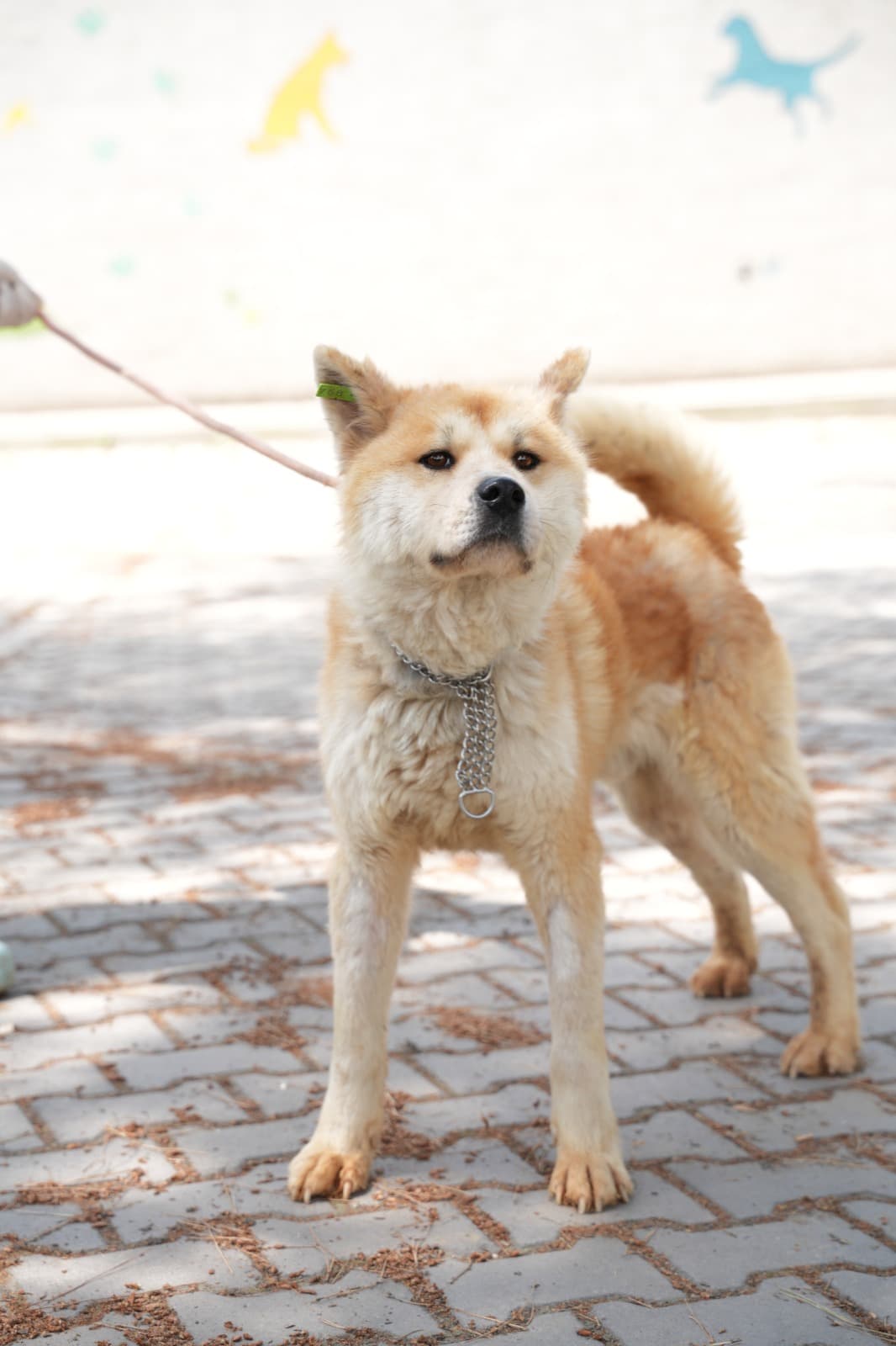 Dost Melez Köpek, Bursa