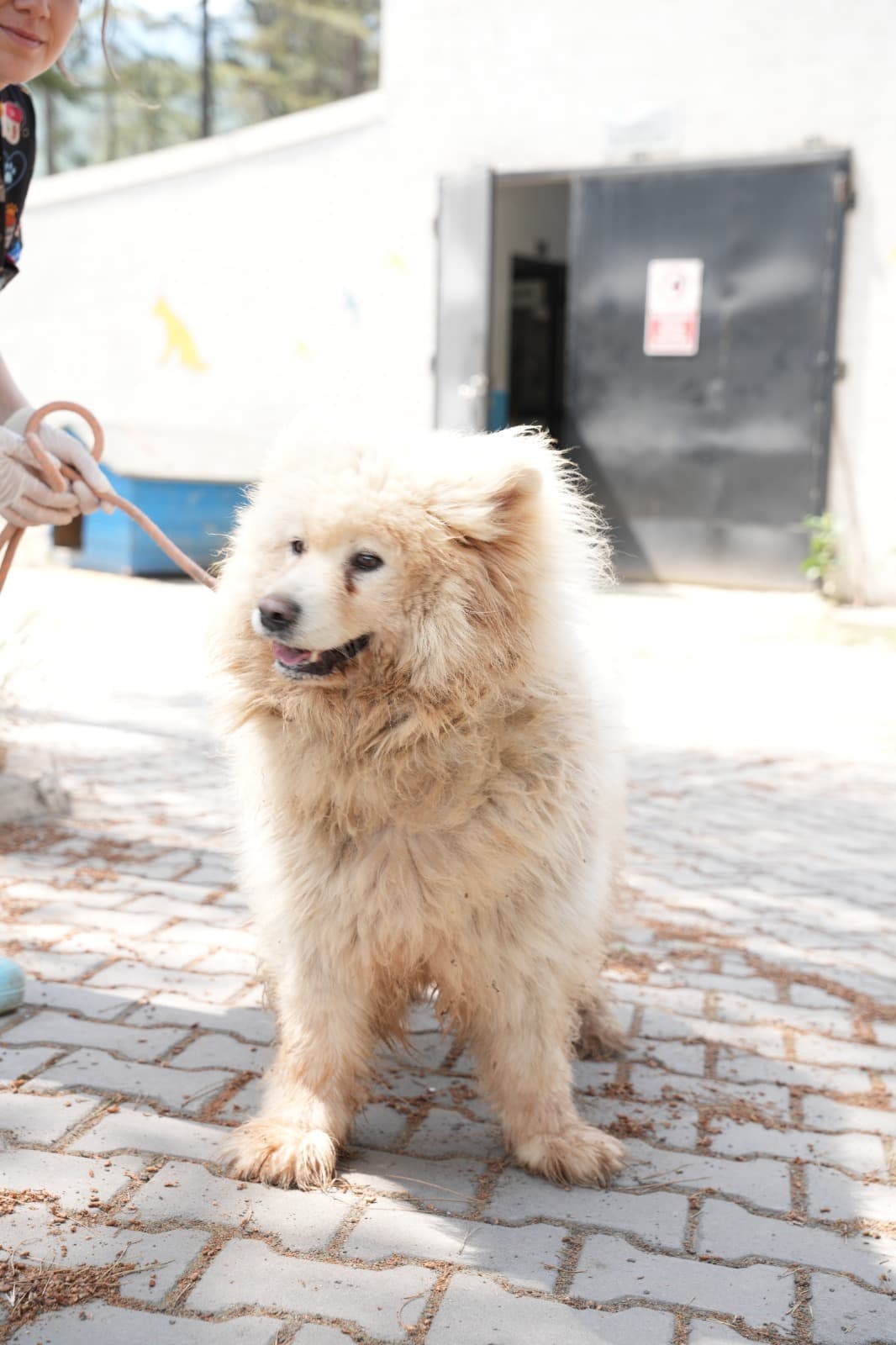 Dost Melez Köpek, Bursa