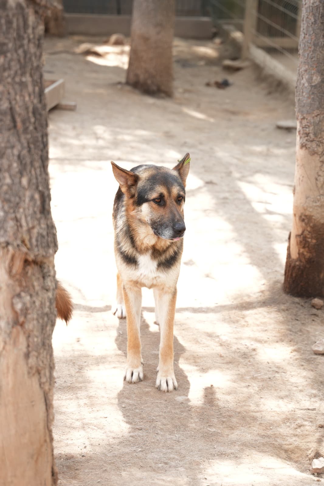 Dost Melez Köpek, Bursa