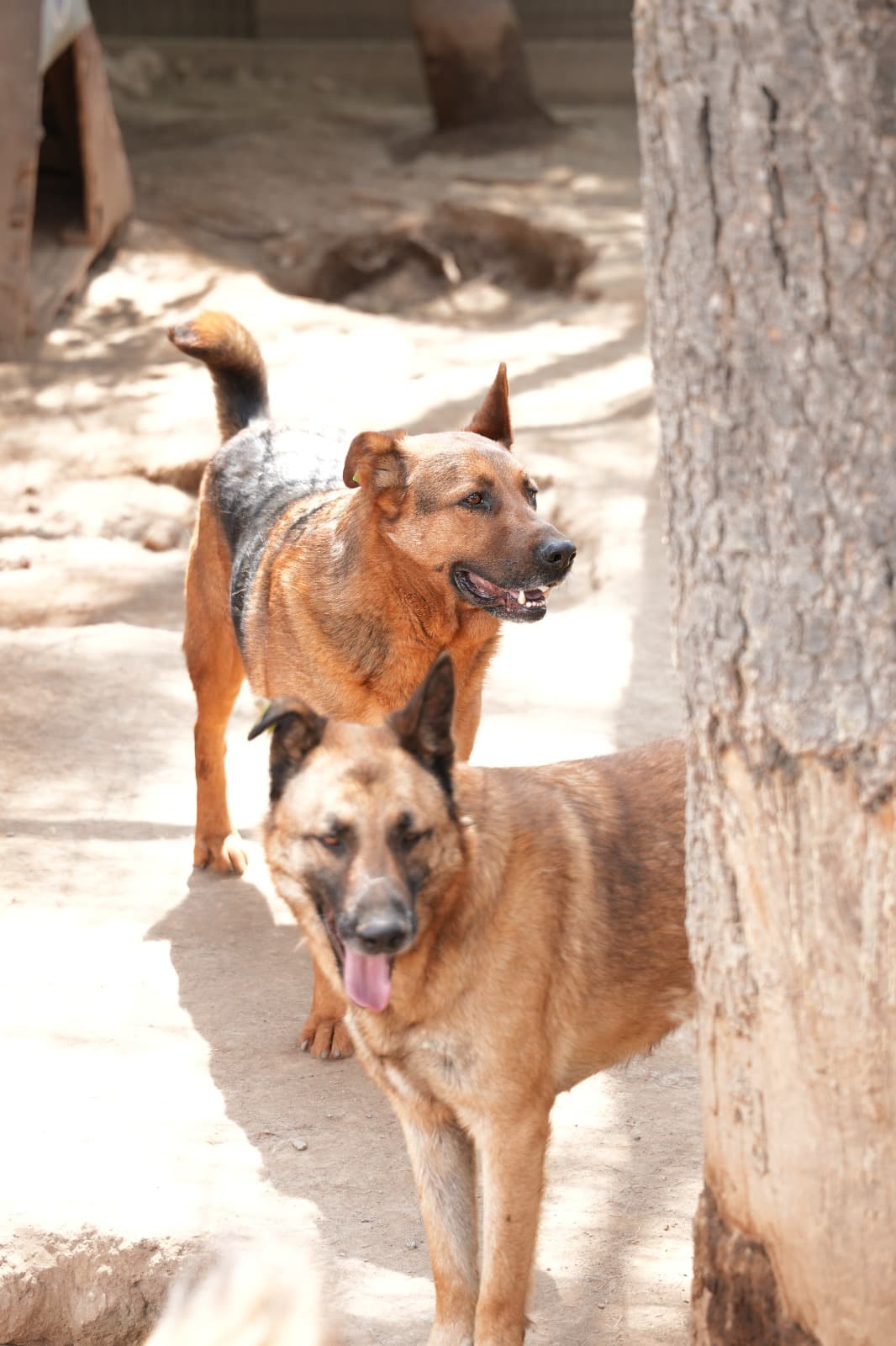 Dost Melez Köpek, Bursa