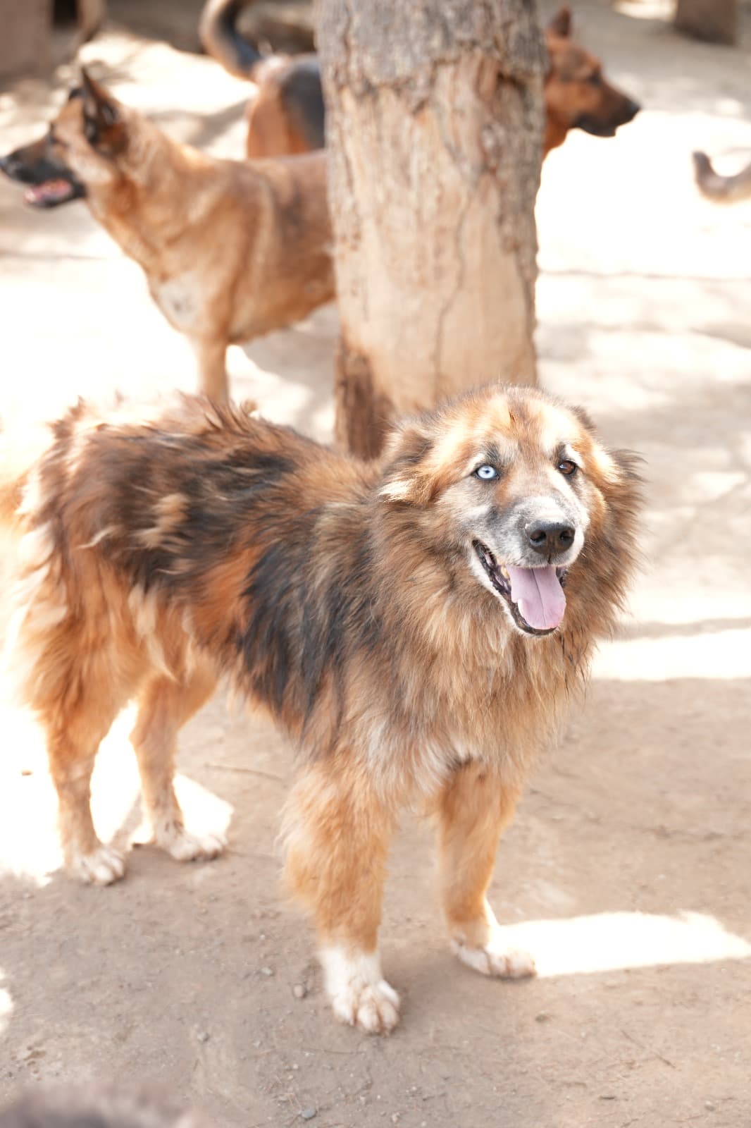 Dost Melez Köpek, Bursa
