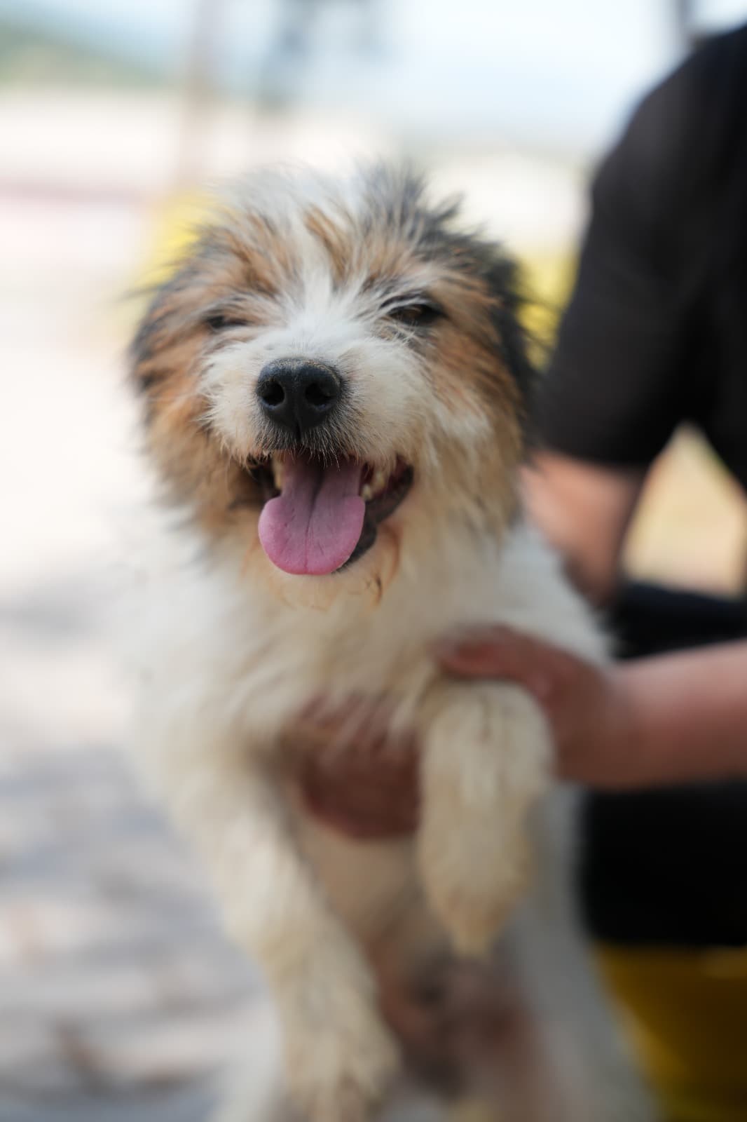 Dost Melez Köpek, Bursa