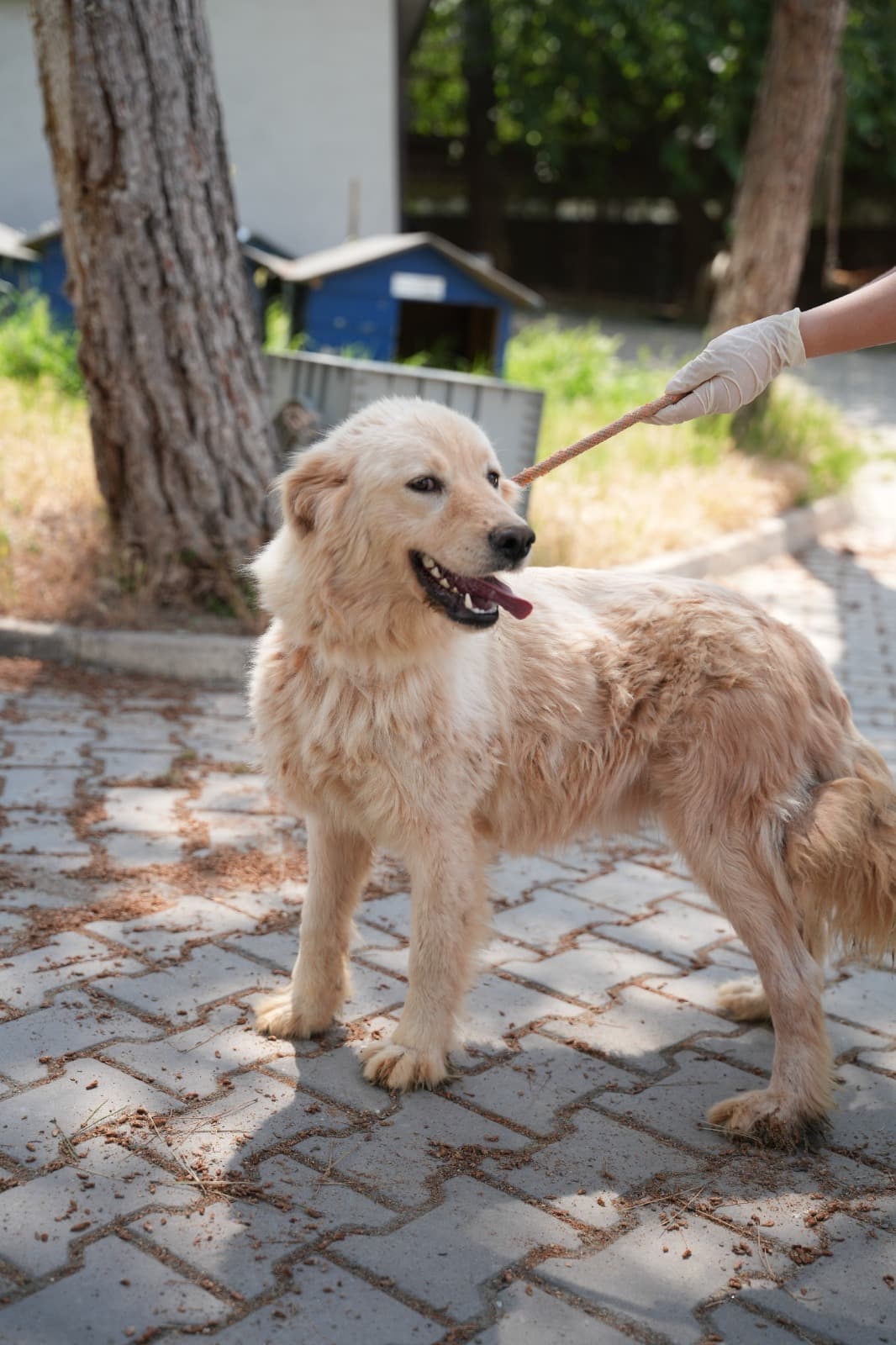 Dost Melez Köpek, Bursa