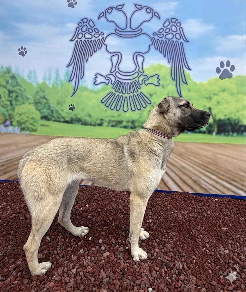 Konya Melez Köpek Melez Köpek, Konya