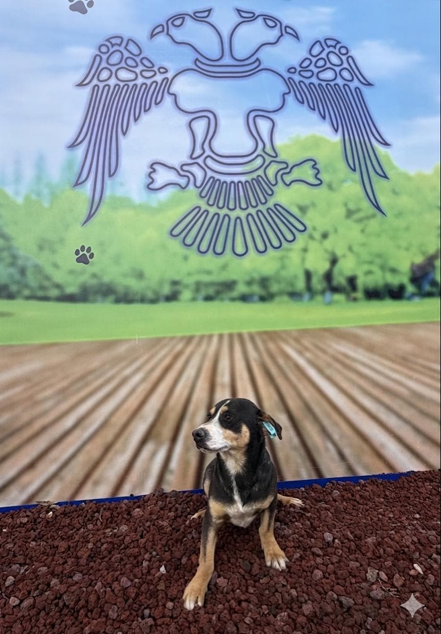 Konya Melez Köpek Melez Köpek, Konya