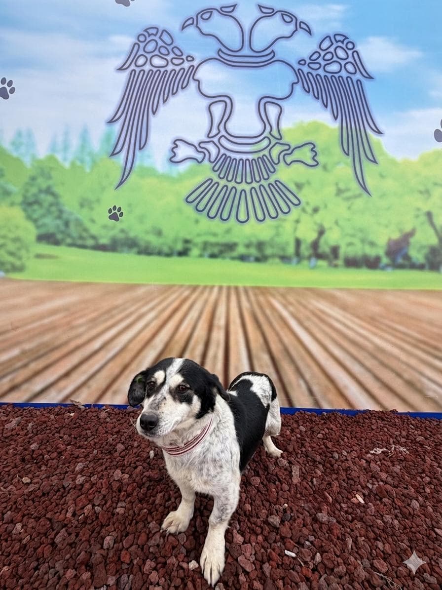 Konya Melez Köpek Melez Köpek, Konya