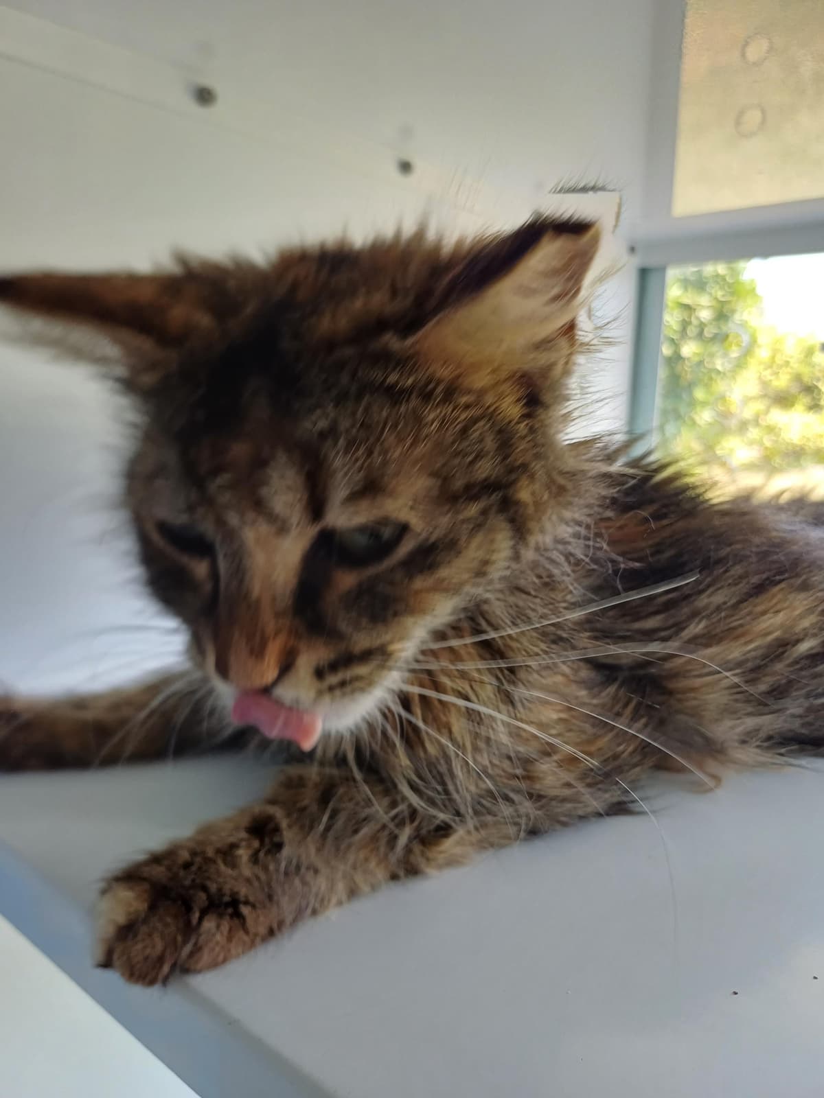 Konyaalti Melez Kedi, Antalya