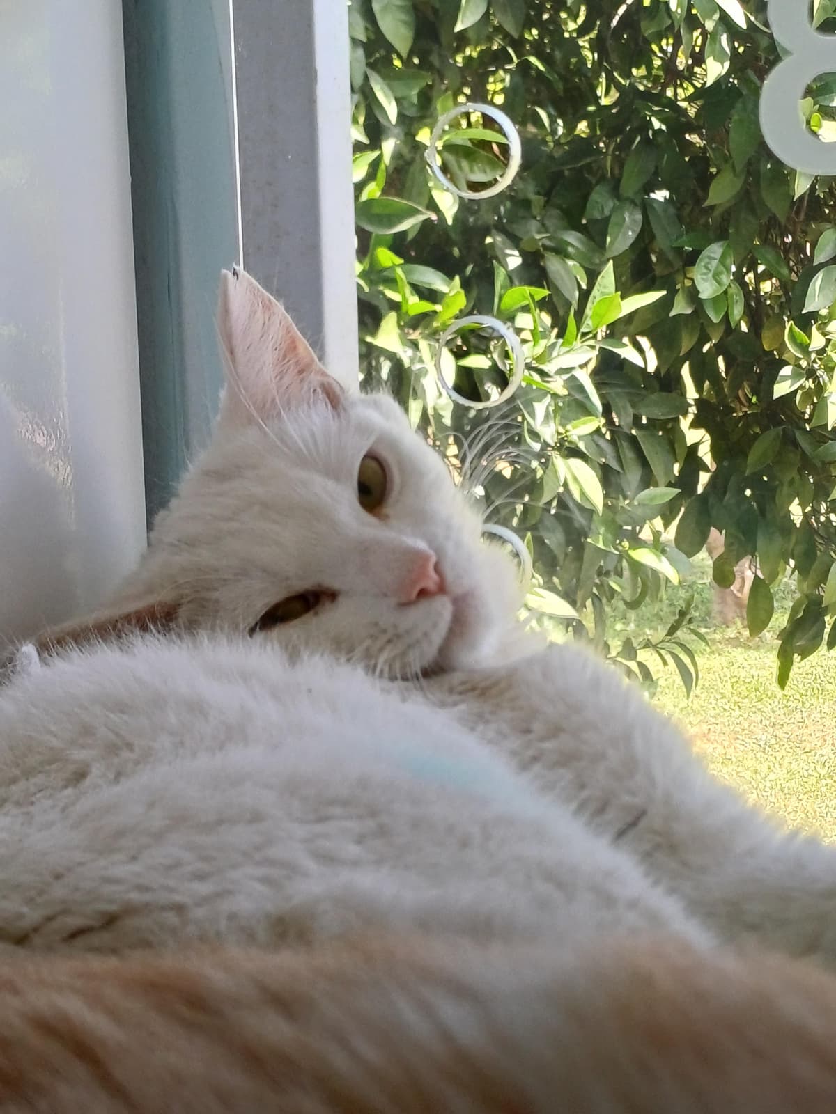 Konyaalti Melez Kedi, Antalya
