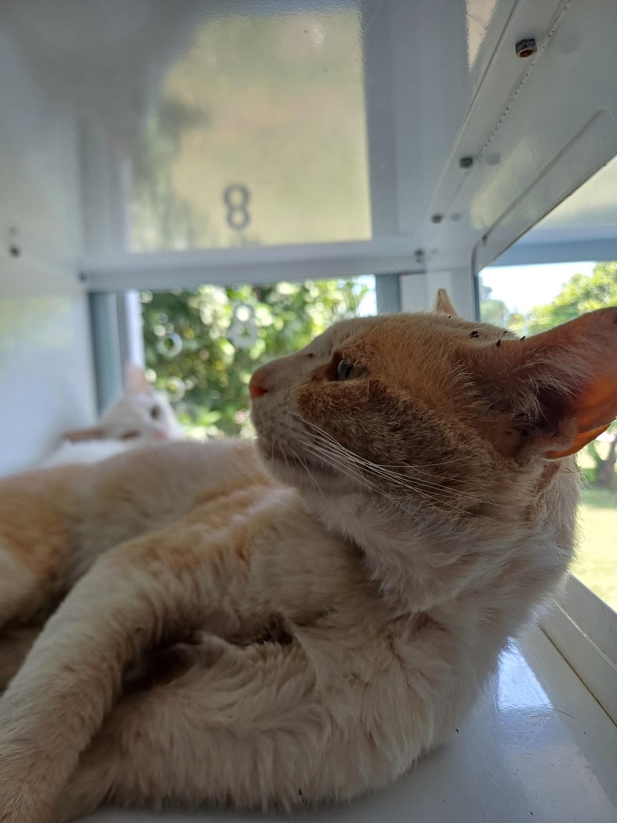 Konyaalti Melez Kedi, Antalya