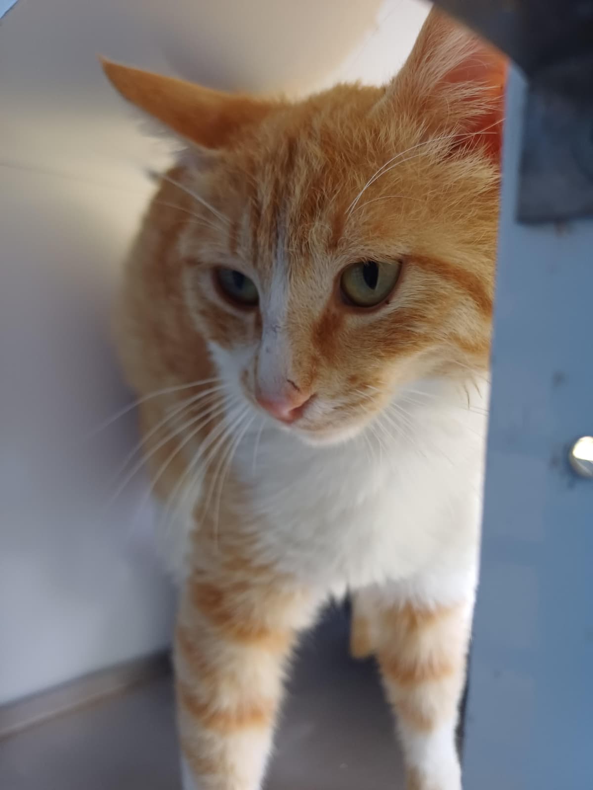 Konyaalti Melez Kedi, Antalya