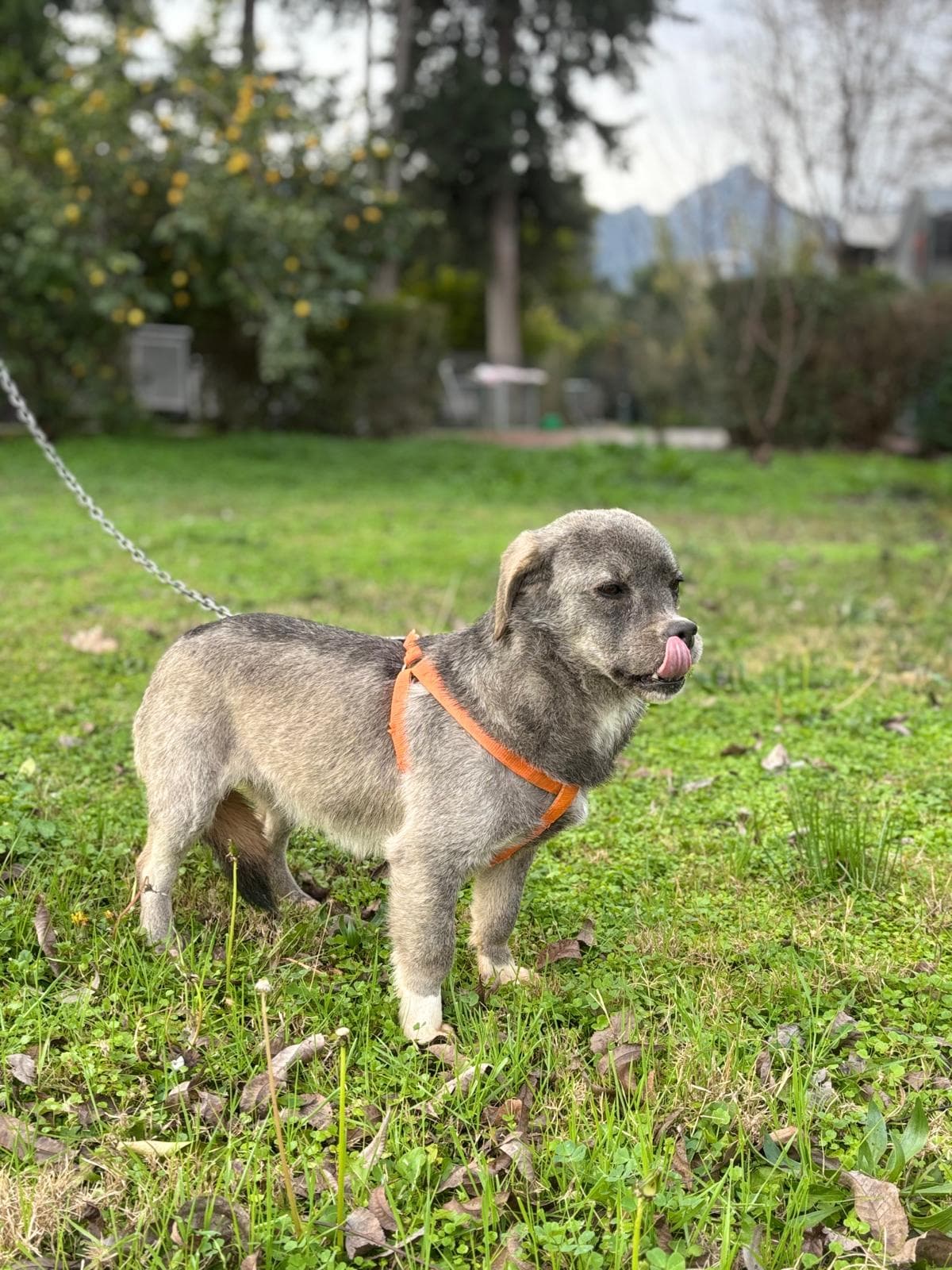 Konyaalti Melez Köpek, Antalya