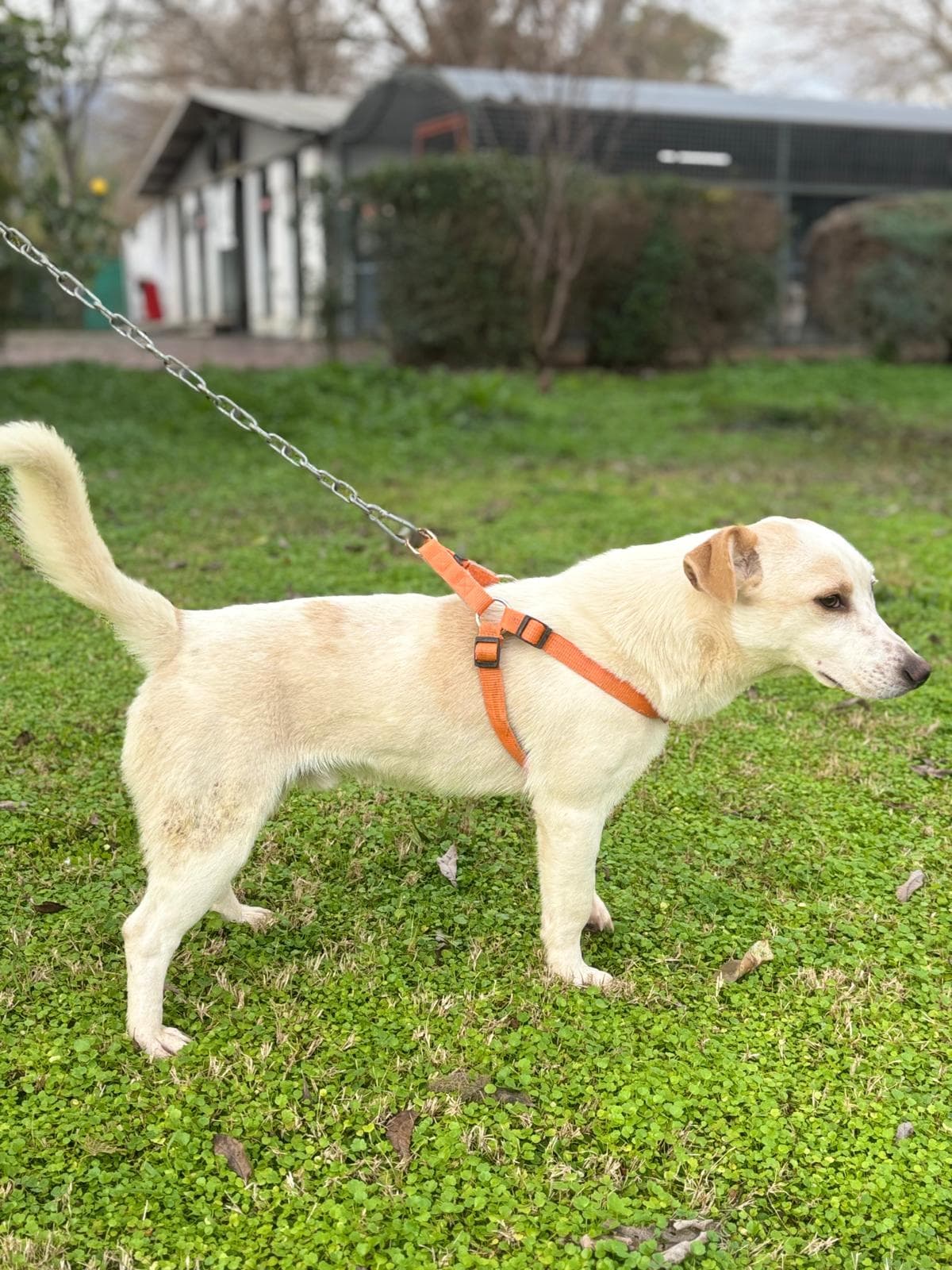 Konyaalti Melez Köpek, Antalya