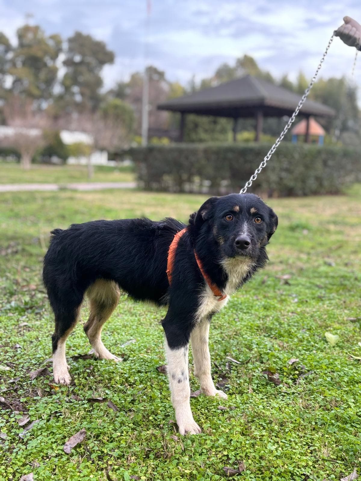 Konyaalti Melez Köpek, Antalya