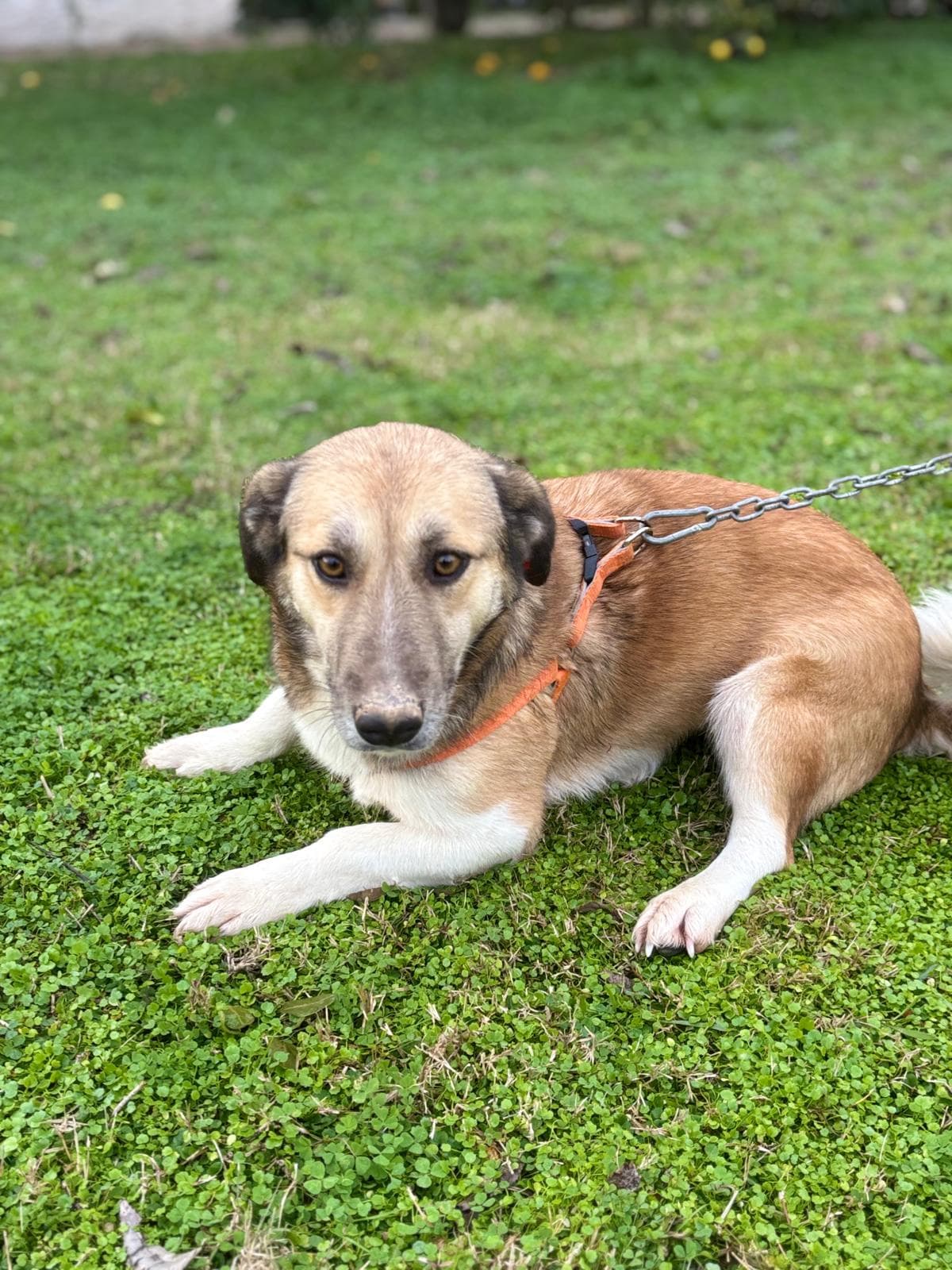 Konyaalti Melez Köpek, Antalya