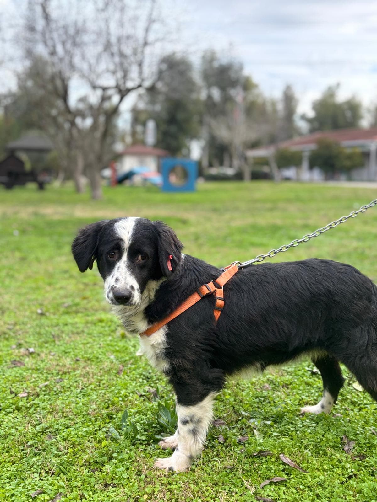 Konyaalti Melez Köpek, Antalya