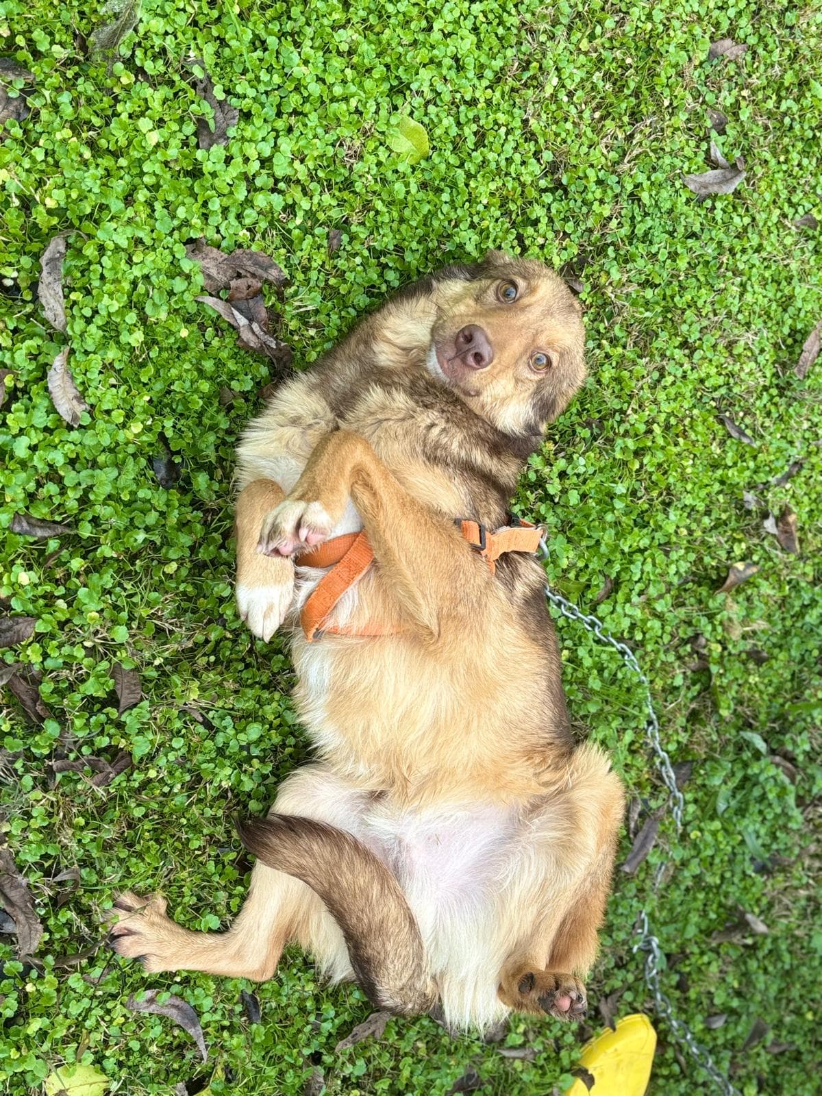 Konyaalti Melez Köpek, Antalya