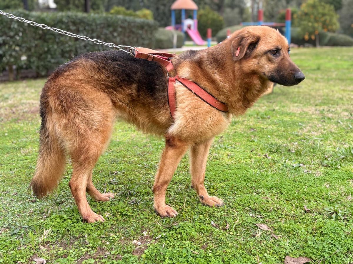 Konyaalti Melez Köpek, Antalya