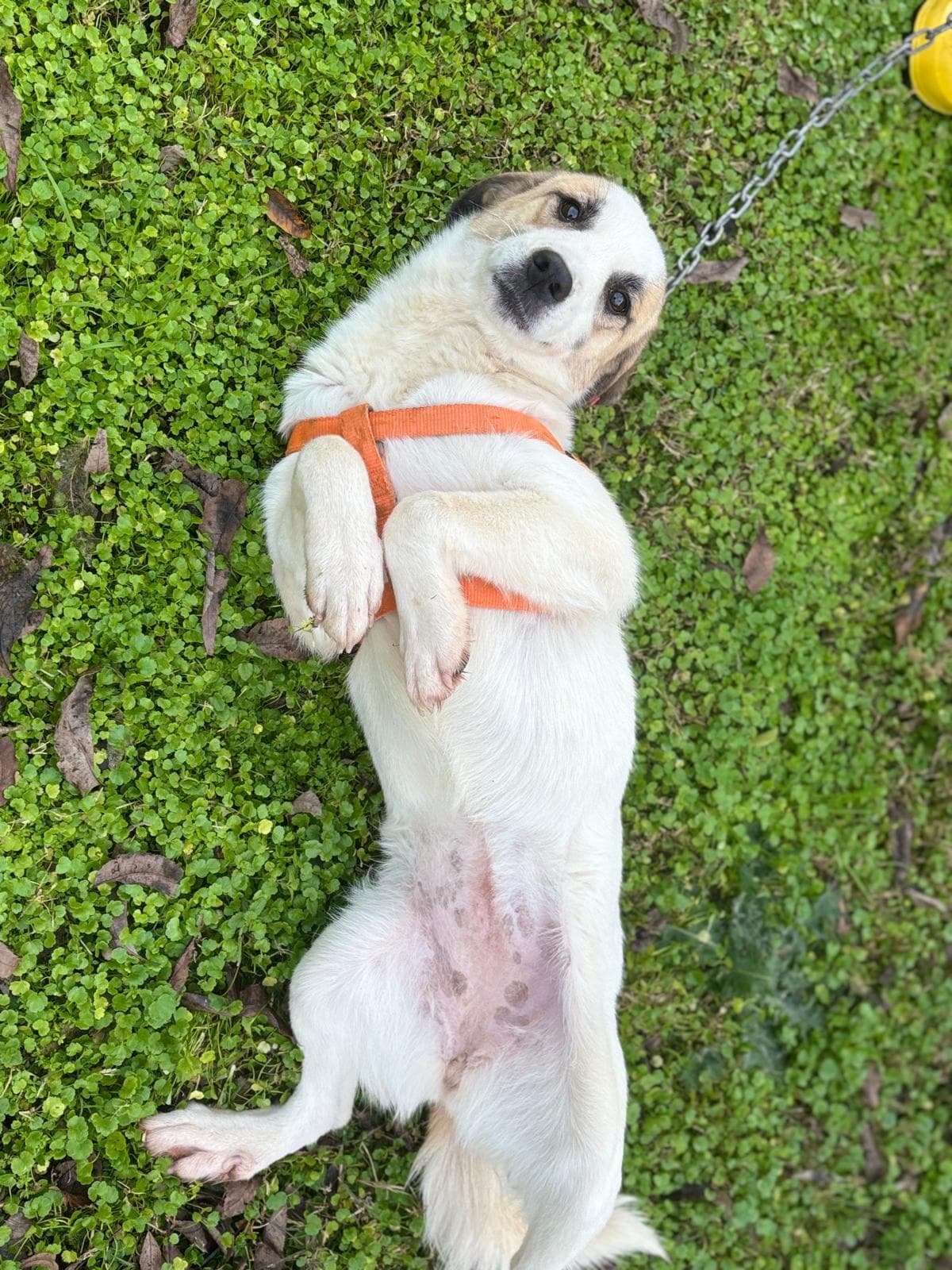Konyaalti Melez Köpek, Antalya