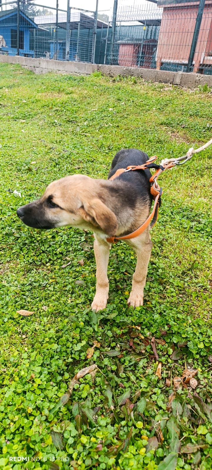 Konyaalti Melez Köpek, Antalya
