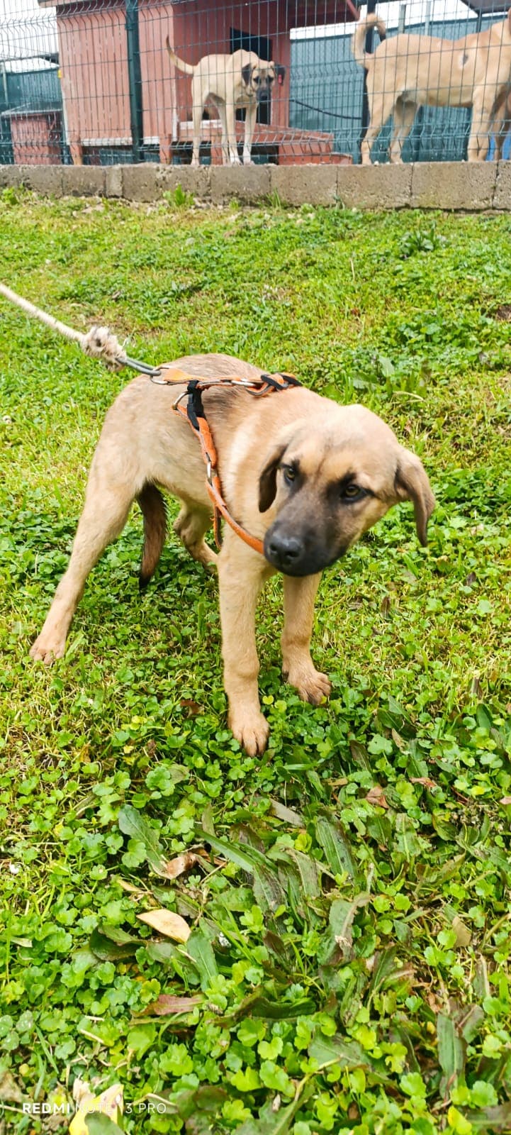 Konyaalti Melez Köpek, Antalya