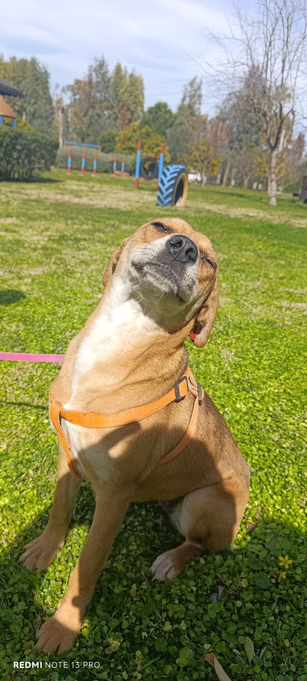 Konyaalti Melez Köpek, Antalya