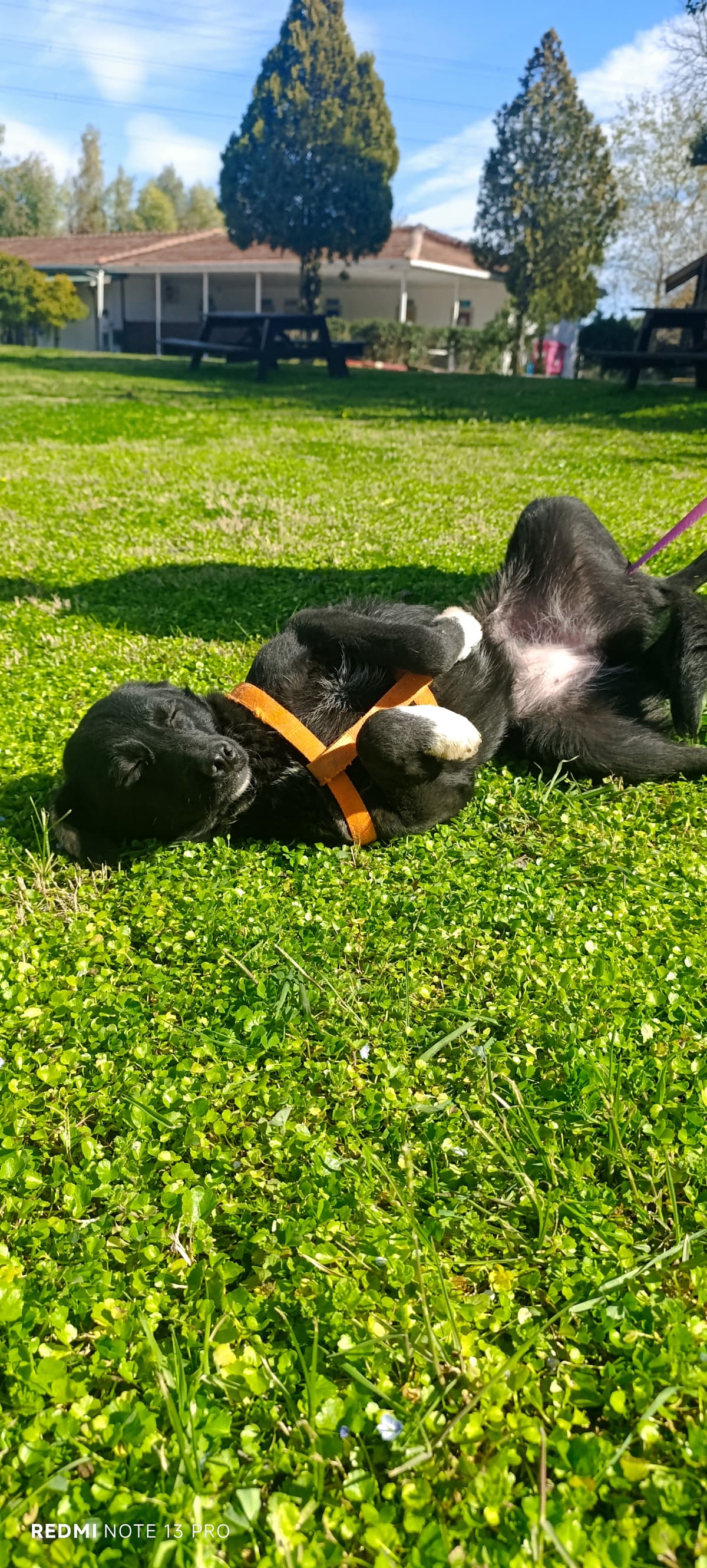 Konyaalti Melez Köpek, Antalya