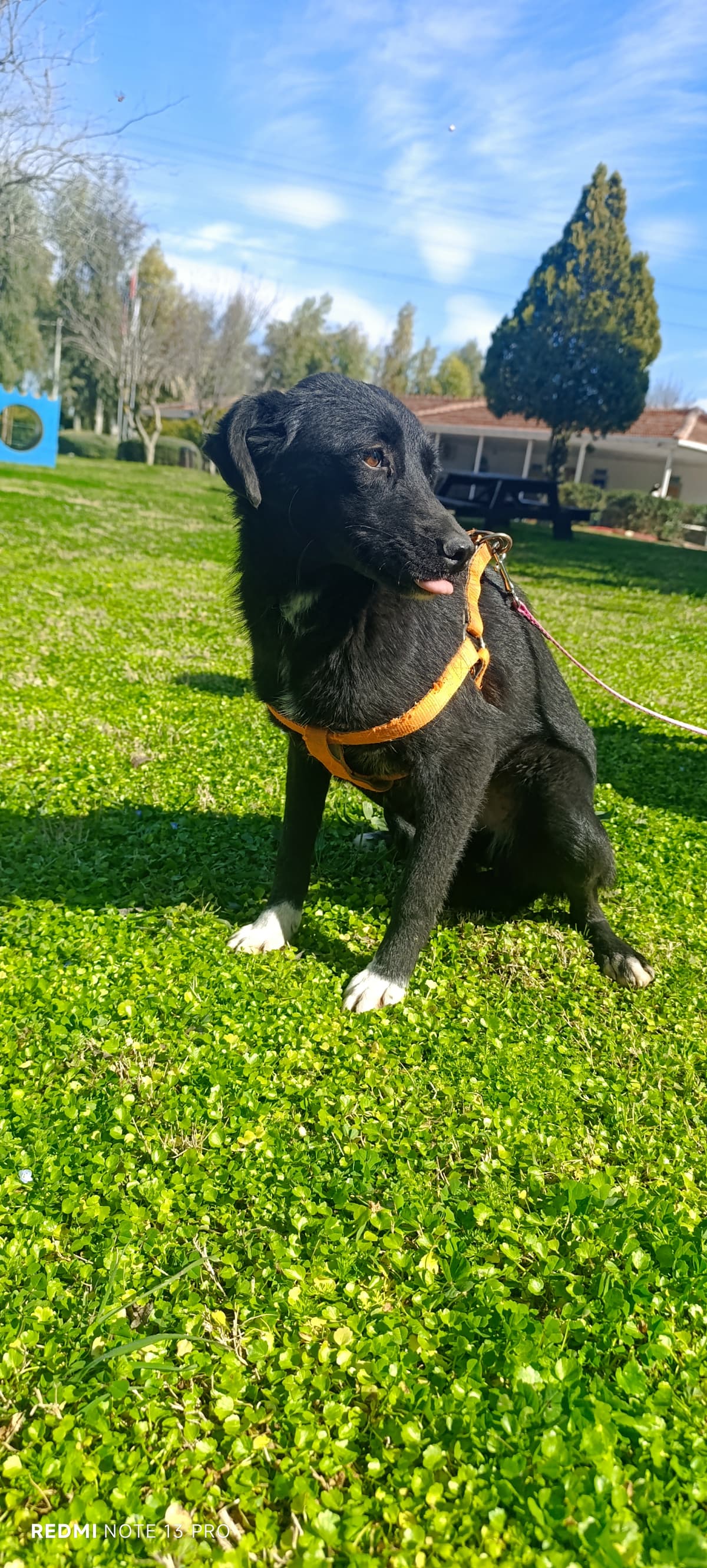 Konyaalti Melez Köpek, Antalya