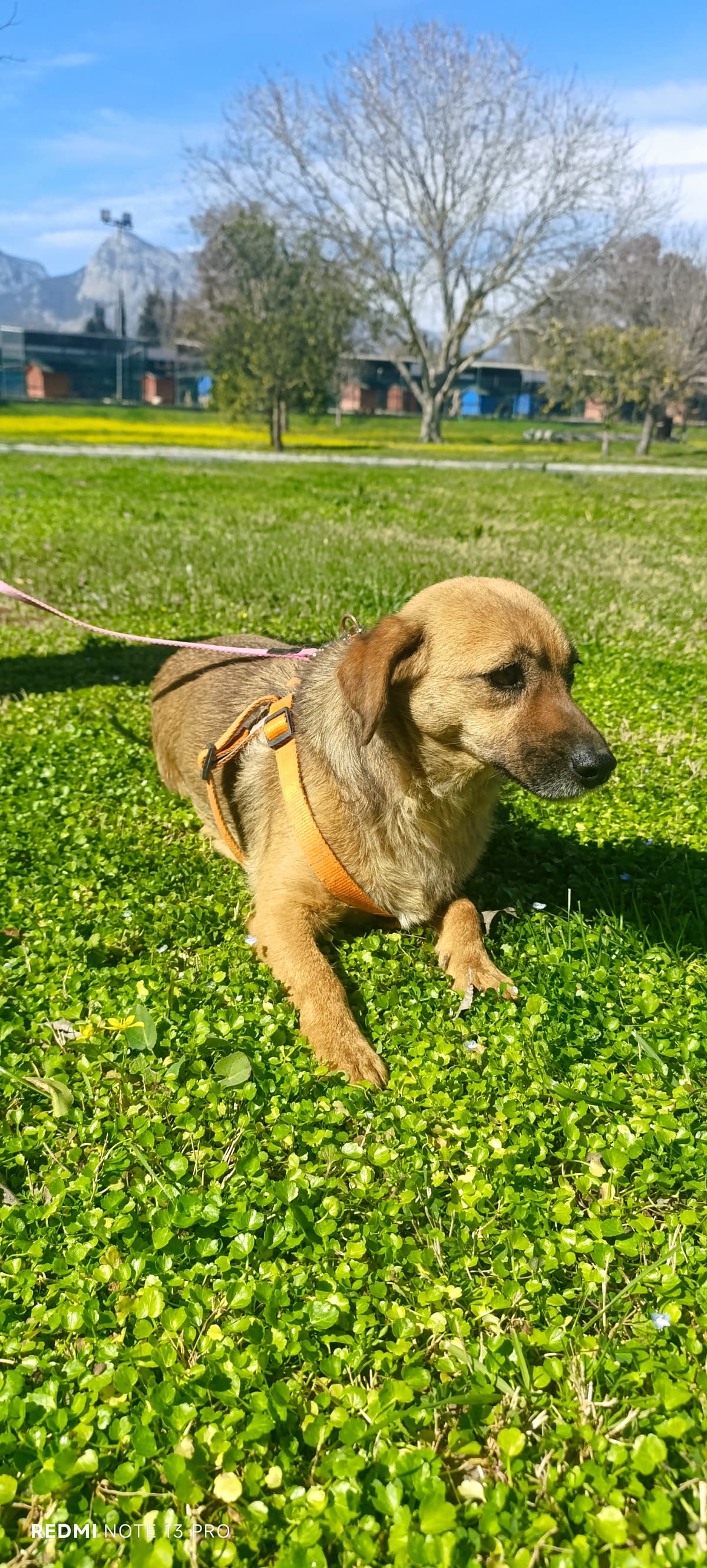 Konyaalti Melez Köpek, Antalya