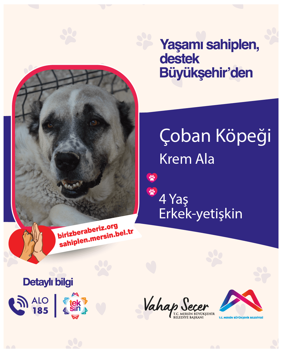 Mersin Çoban Köpeği Köpek Çoban Köpeği Köpek, Mersin