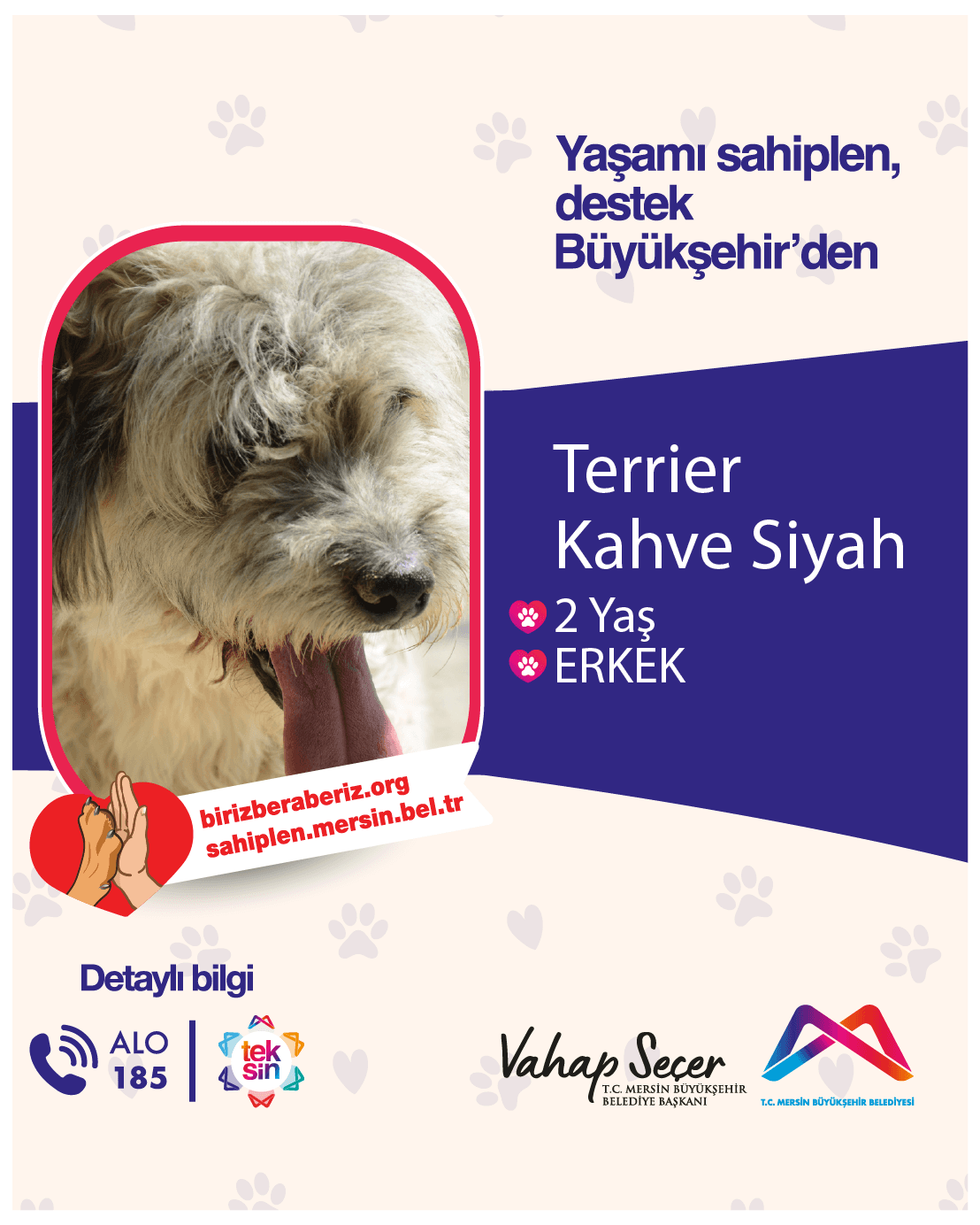 Mersin Terrier Köpek Terrier Köpek, Mersin