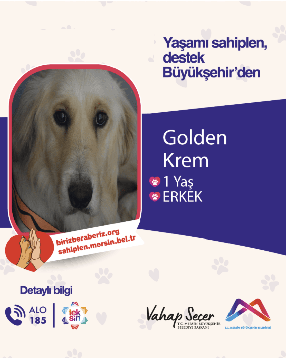Mersin Golden Retriever Köpek Golden Retriever Köpek, Mersin
